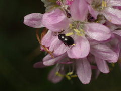 Coleoptera