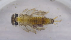 Maccaffertium ithaca