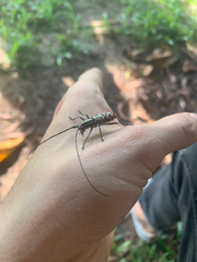 Macrochenus isabellinus