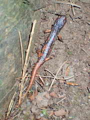 Speleomantes italicus