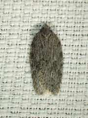 Acleris maximana