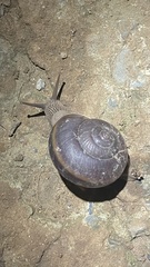 Hemiplecta distincta