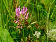 Trifolium pratense