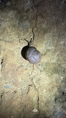 Hemiplecta distincta