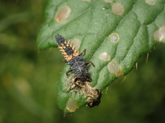 Harmonia axyridis