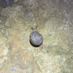 Hemiplecta distincta