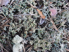 Cladonia turgida