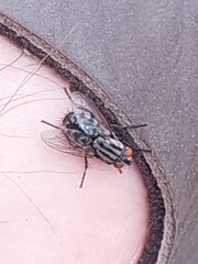 Sarcophagidae