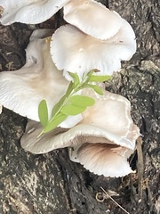 Cyclocybe aegerita