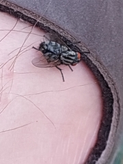 Sarcophagidae
