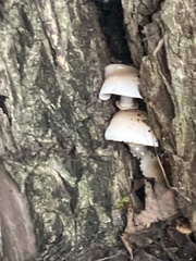 Cyclocybe aegerita