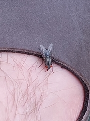Sarcophagidae