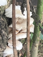 Cyclocybe aegerita