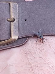 Sarcophagidae