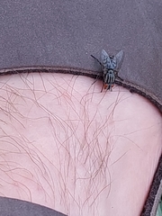 Sarcophagidae