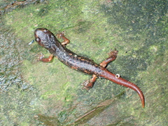 Speleomantes italicus