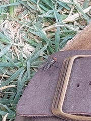 Sarcophagidae