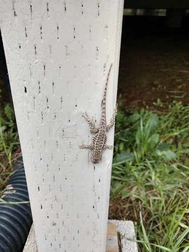 iNaturalist observation photo of Western Fence Lizard