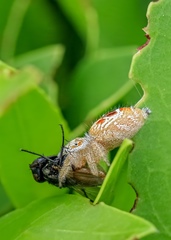 Thyene imperialis