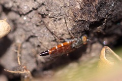 Lysilinga aurantiaca