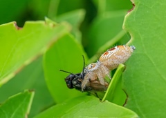 Thyene imperialis
