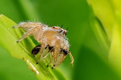 Thyene imperialis