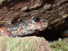 Speleomantes italicus