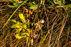 Lopholaena dregeana