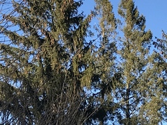 Cathartes aura