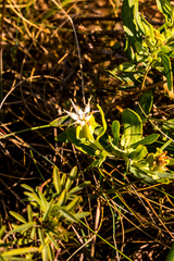 Lopholaena dregeana