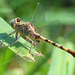 Stillwater Clubtail - Photo (c) Jimmy Smith, some rights reserved (CC BY-NC-ND)