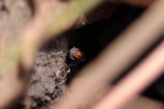 Lysilinga aurantiaca