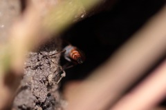 Lysilinga aurantiaca