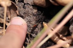 Lysilinga aurantiaca