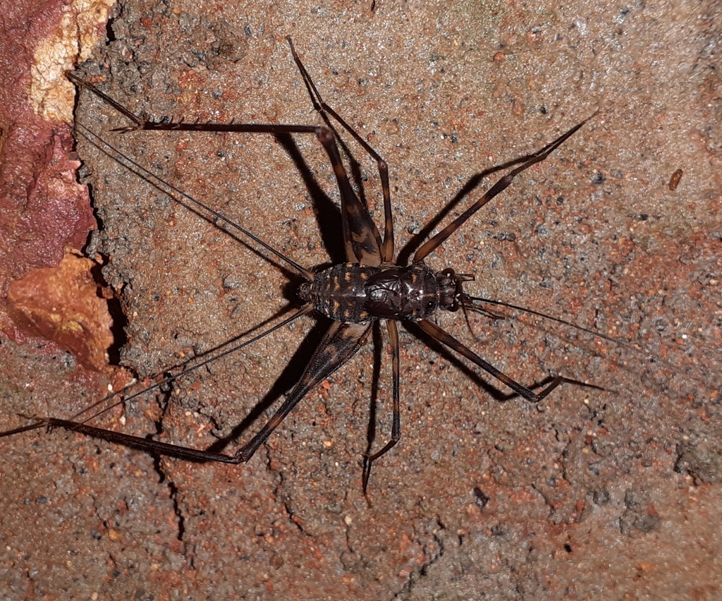 Indozaclina