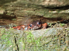 Speleomantes italicus