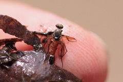 Lysilinga aurantiaca