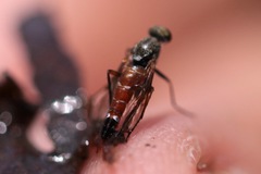 Lysilinga aurantiaca