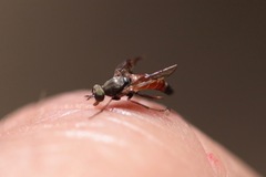 Lysilinga aurantiaca