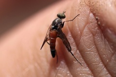 Lysilinga aurantiaca