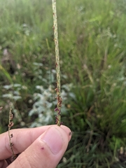 Elionurus tripsacoides