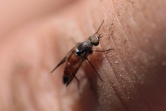 Lysilinga aurantiaca