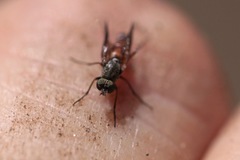 Lysilinga aurantiaca