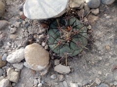 Coryphantha poselgeriana