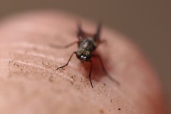 Lysilinga aurantiaca