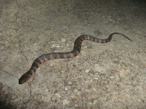 Photo of a Mountain Keelback (Helicops angulatus)
