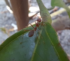 Oecophylla smaragdina