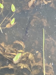 Ameiurus nebulosus