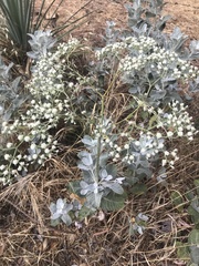 Eriogonum giganteum