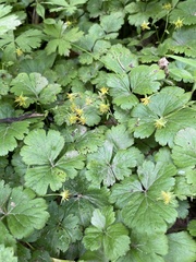 Waldsteinia ternata